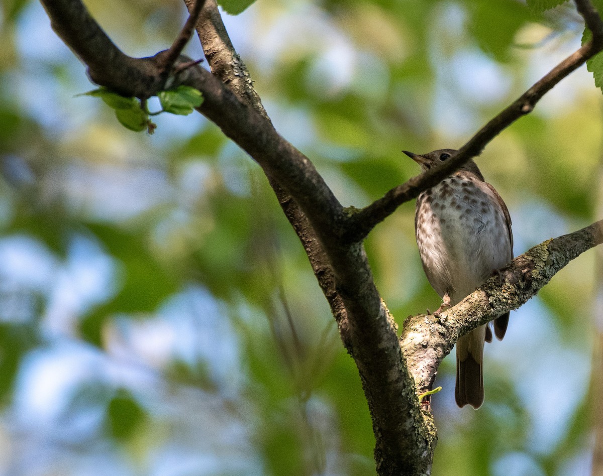 Hermit Thrush at Great Blue Heron Nature Reserve by Chris McDonald