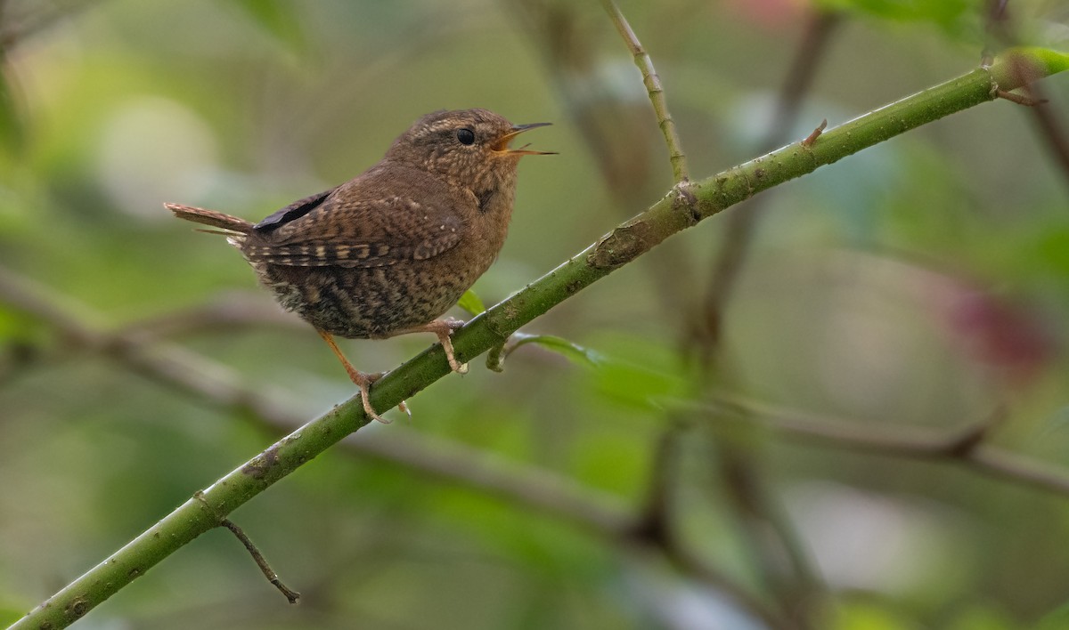 Pacific Wren at Great Blue Heron Nature Reserve by Chris McDonald