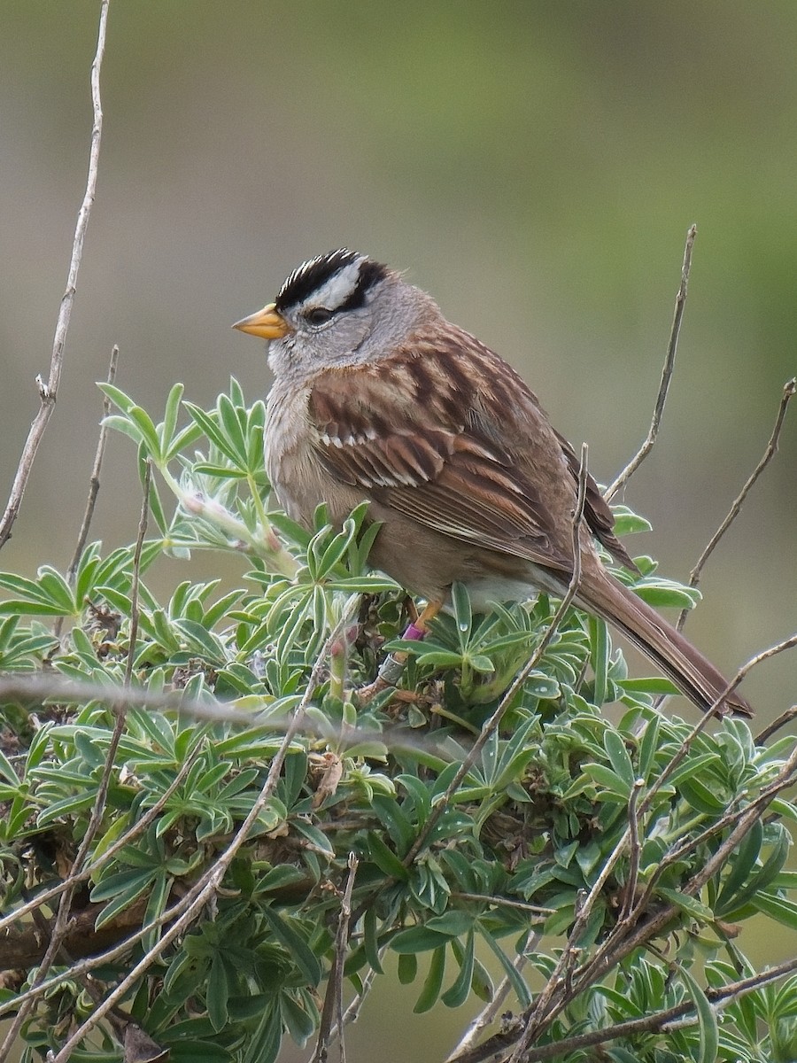 White-crowned Sparrow - ML617392362