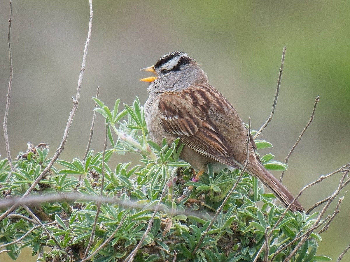 White-crowned Sparrow - ML617392365