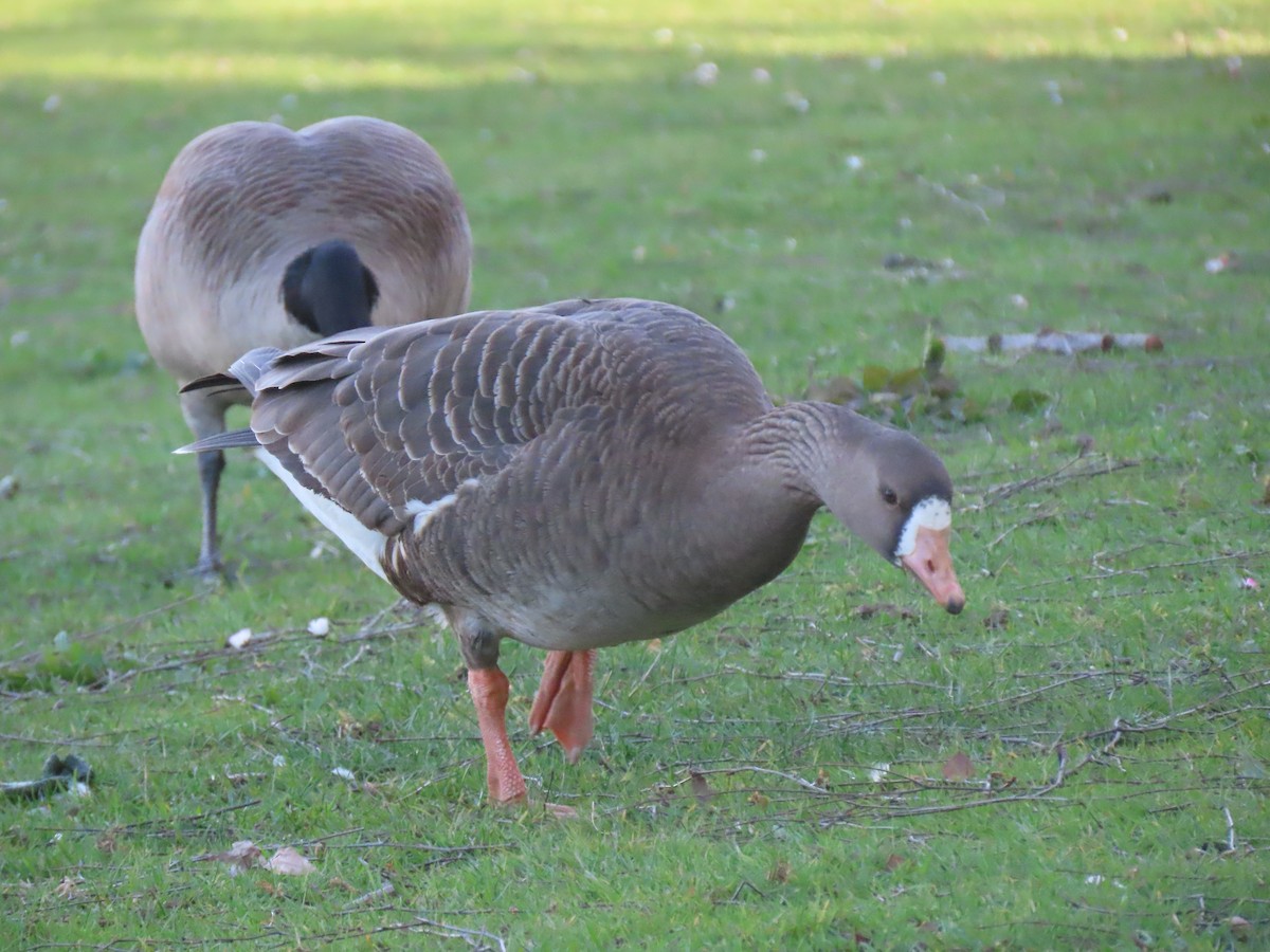 Greater White-fronted Goose - ML617392396