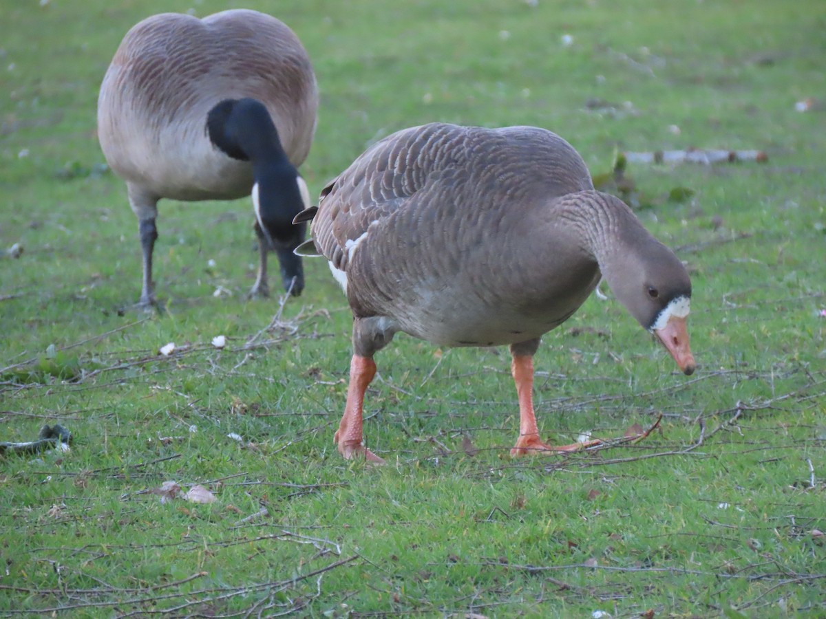 Greater White-fronted Goose - ML617392398