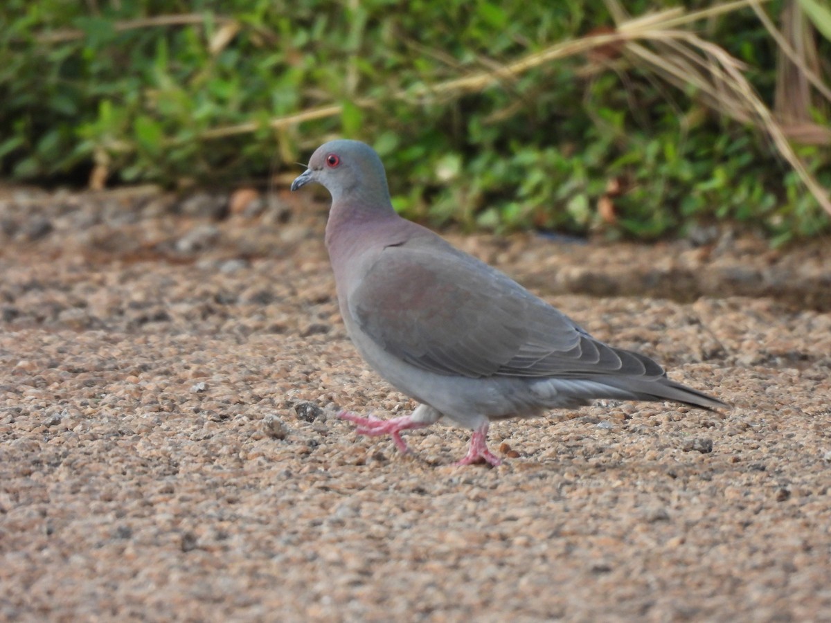 Pale-vented Pigeon - ML617392501