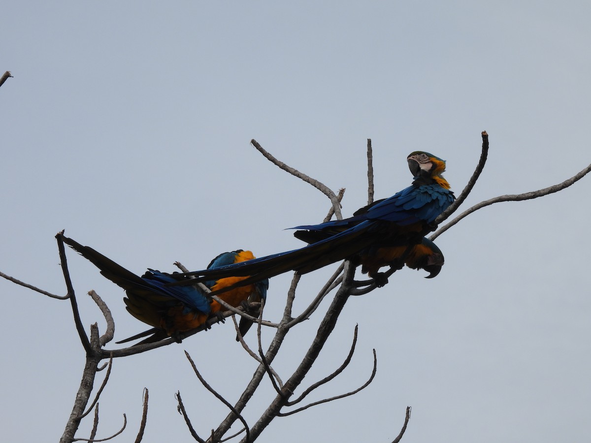 Blue-and-yellow Macaw - ML617392526