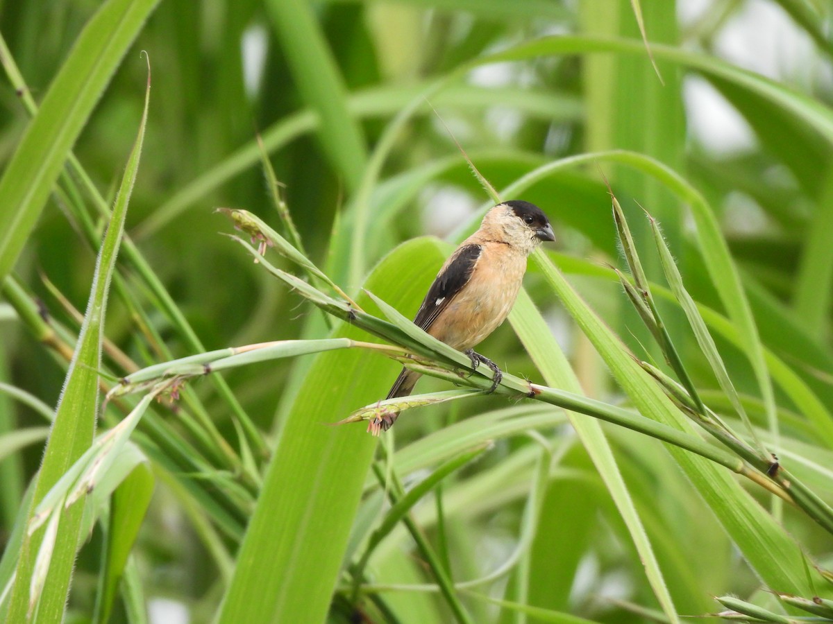 Copper Seedeater - ML617392560
