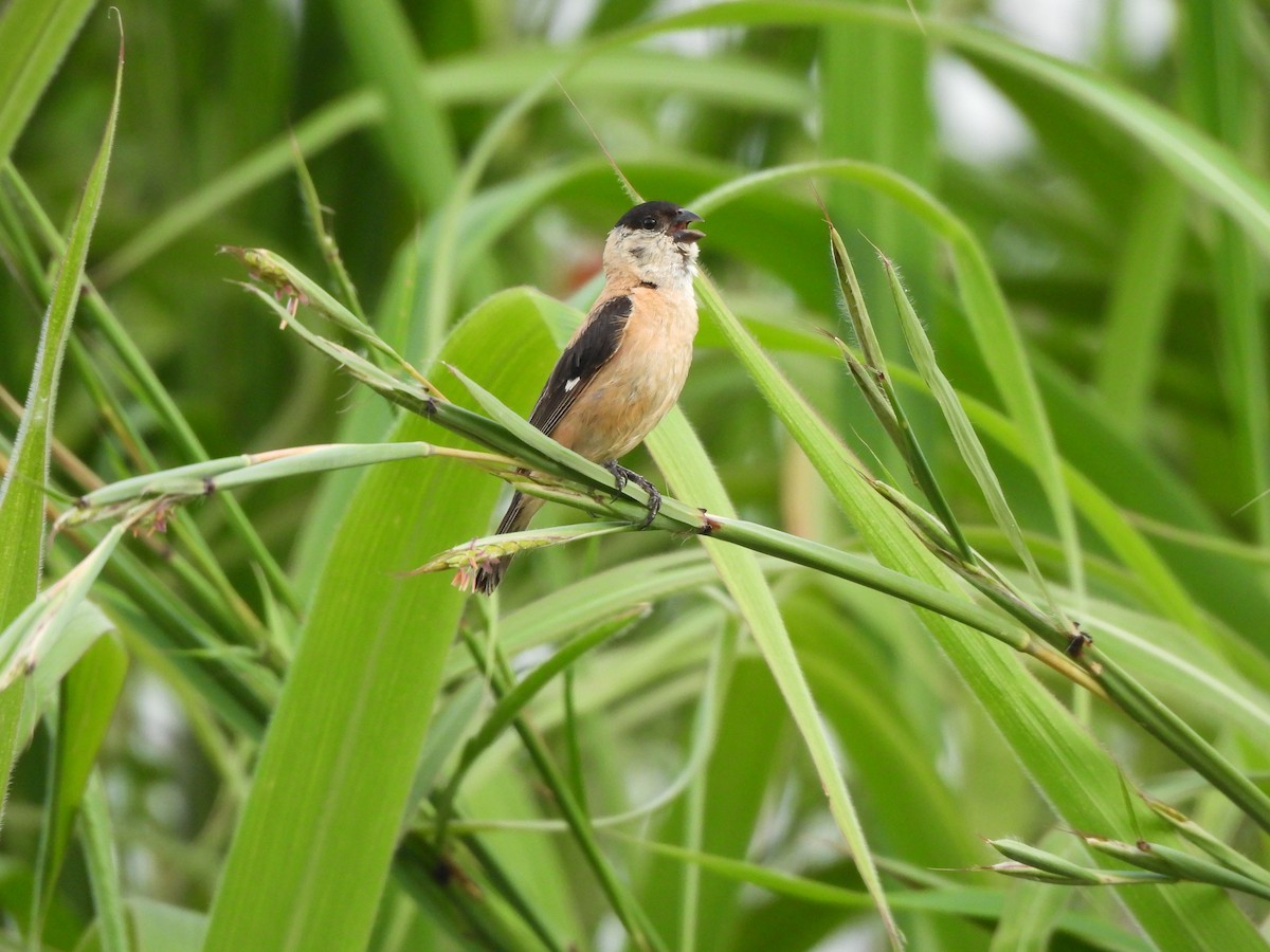 Copper Seedeater - ML617392561