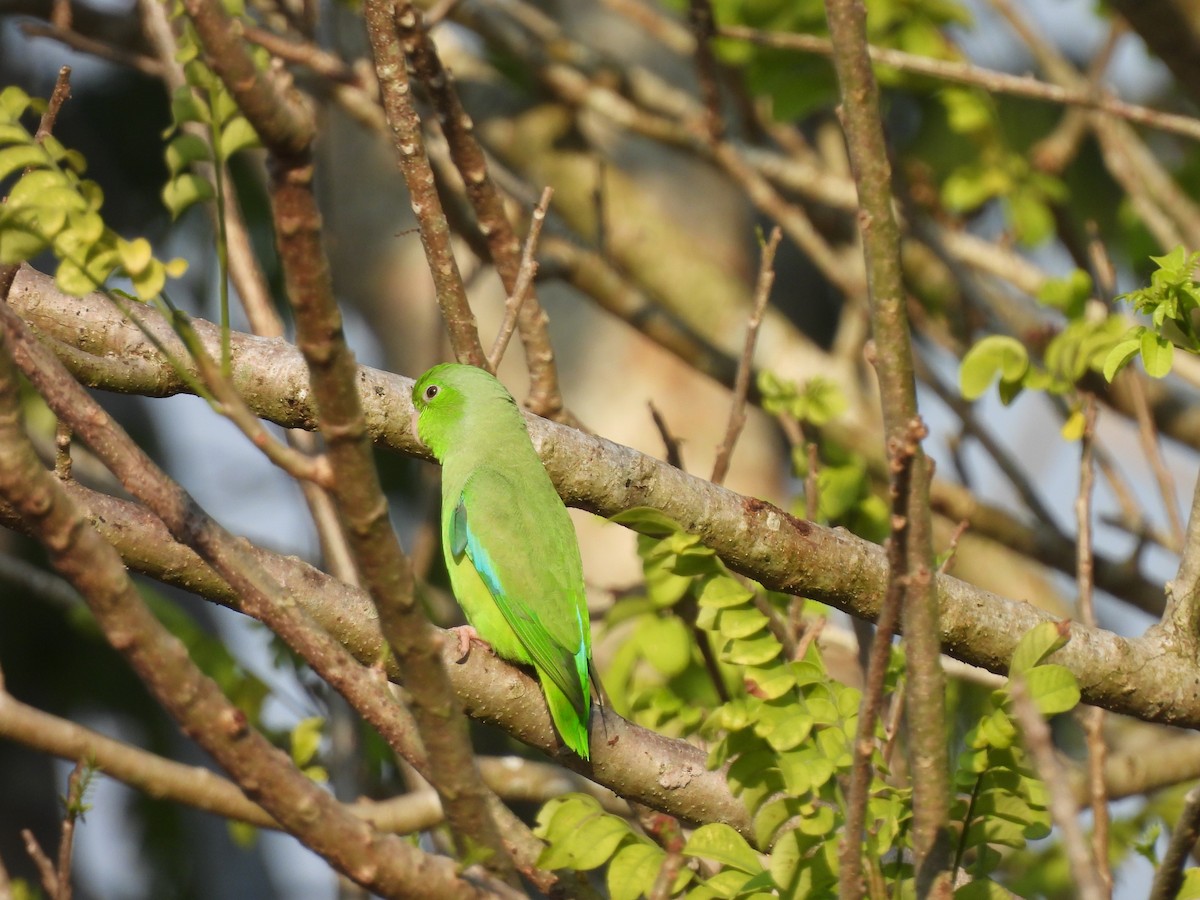 Turquoise-winged Parrotlet - ML617392595