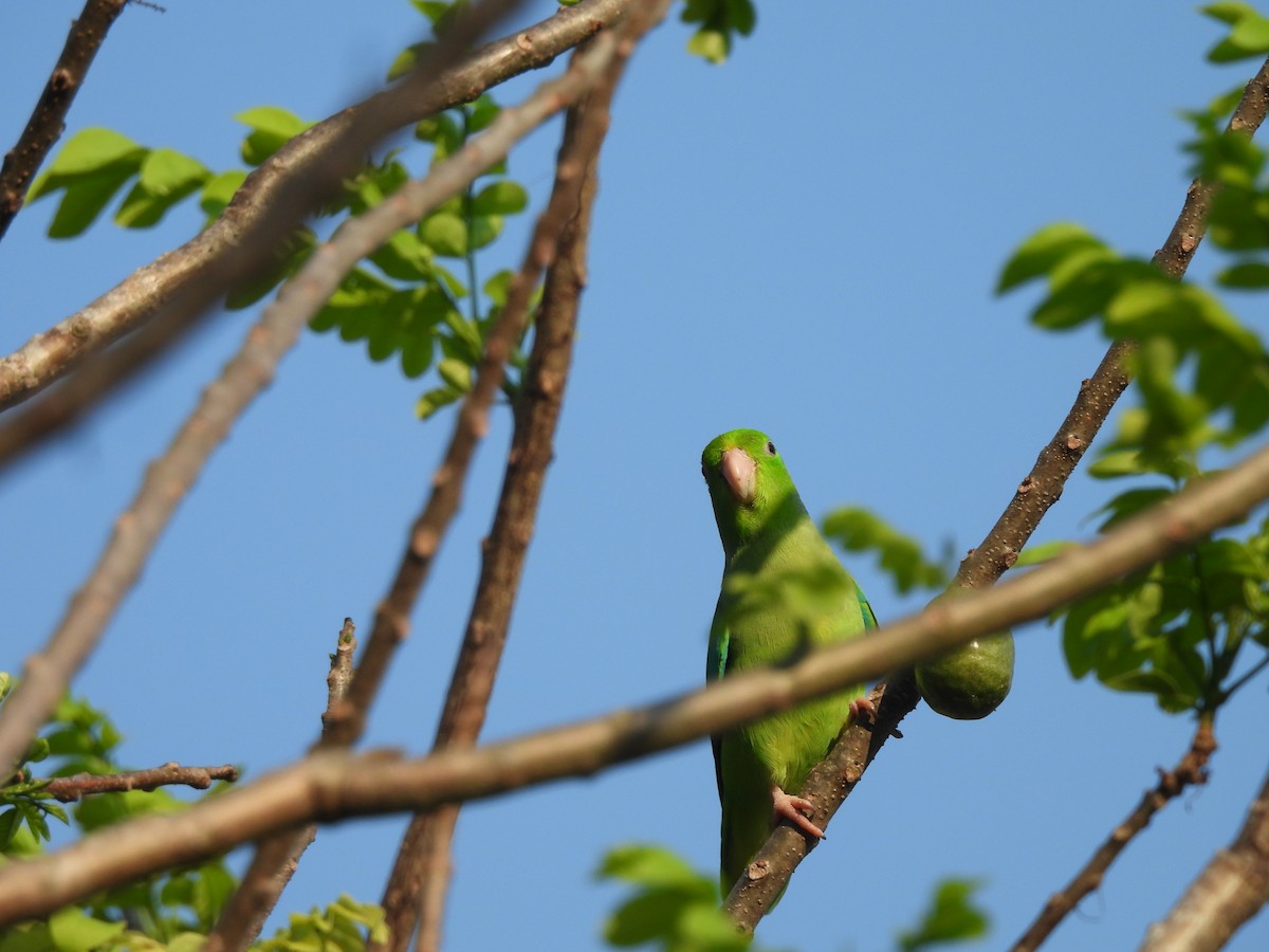 Turquoise-winged Parrotlet - ML617392596