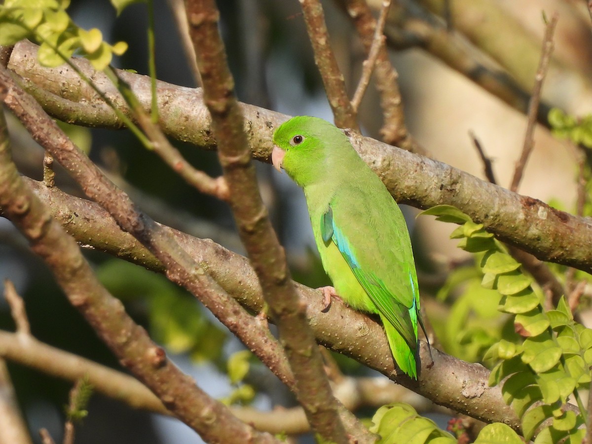 Turquoise-winged Parrotlet - ML617392599