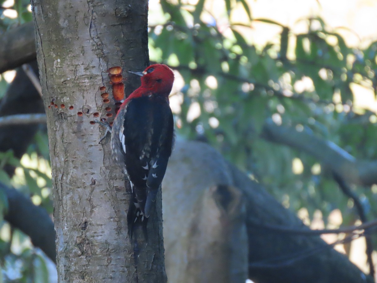 Red-breasted Sapsucker - ML617392664