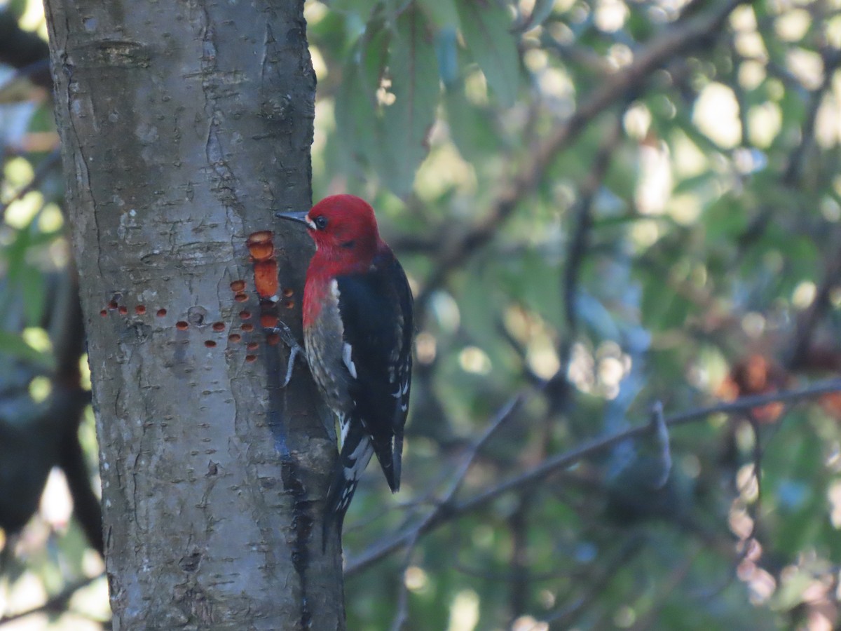 Red-breasted Sapsucker - ML617392688