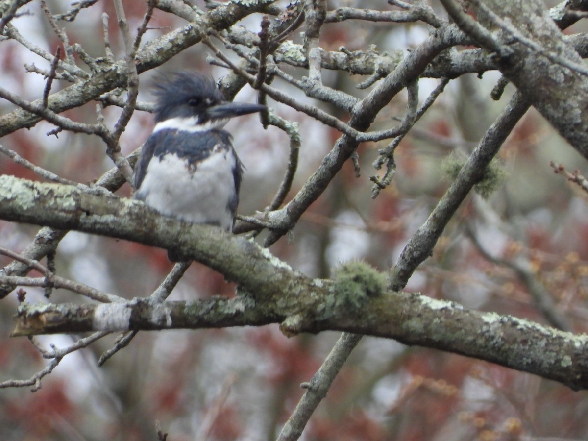 Belted Kingfisher - ML617392779