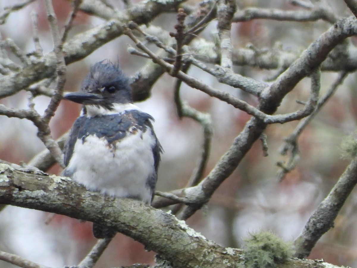Belted Kingfisher - ML617392798