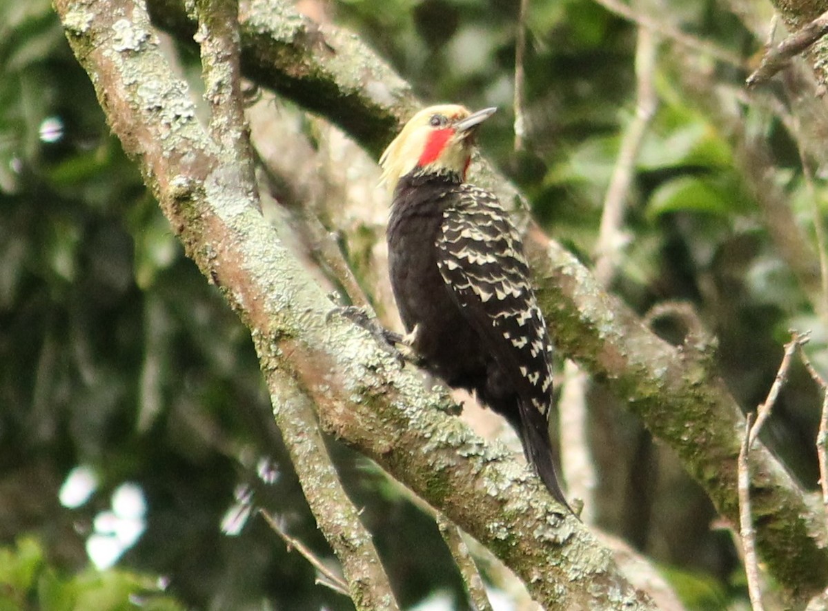 Blond-crested Woodpecker - Miguel  Magro