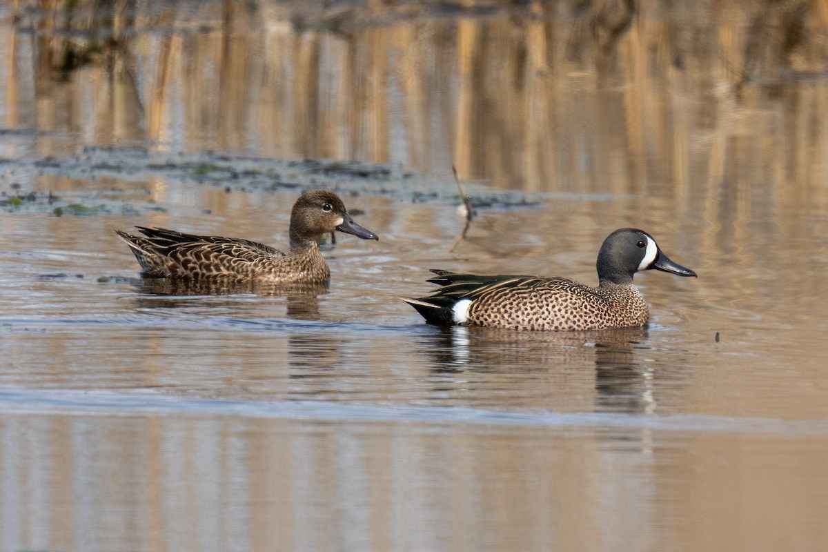 Blue-winged Teal - ML617392815