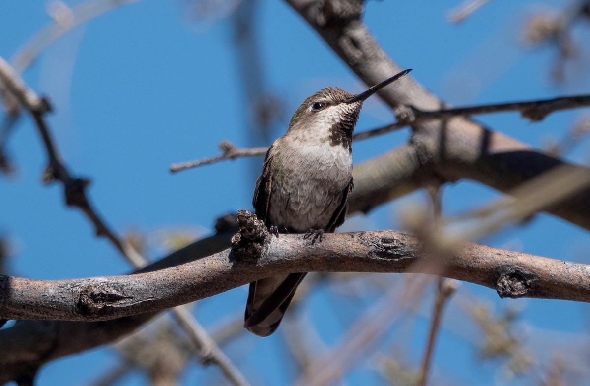 Anna's Hummingbird - ML617392817