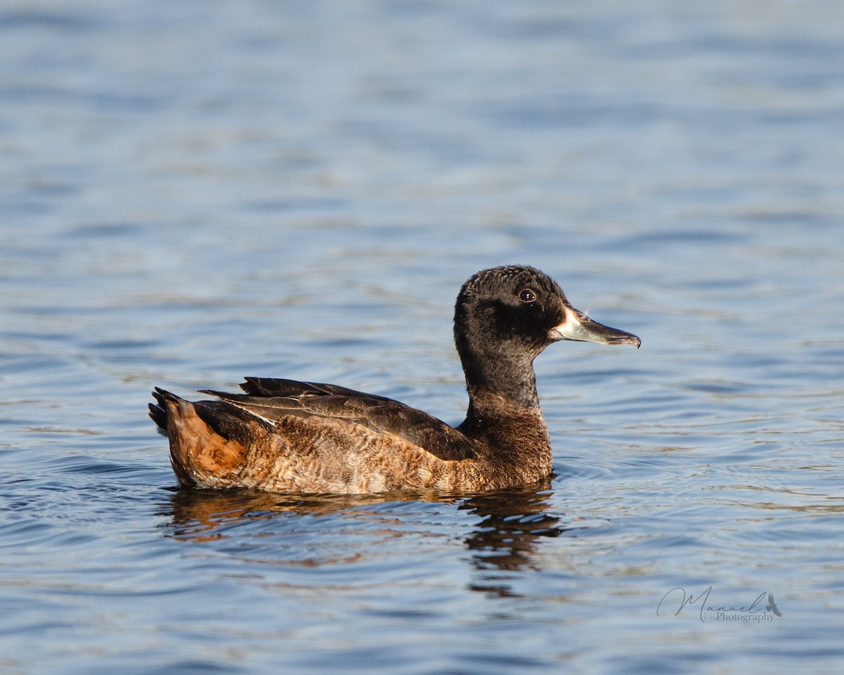 Black-headed Duck - ML617392848