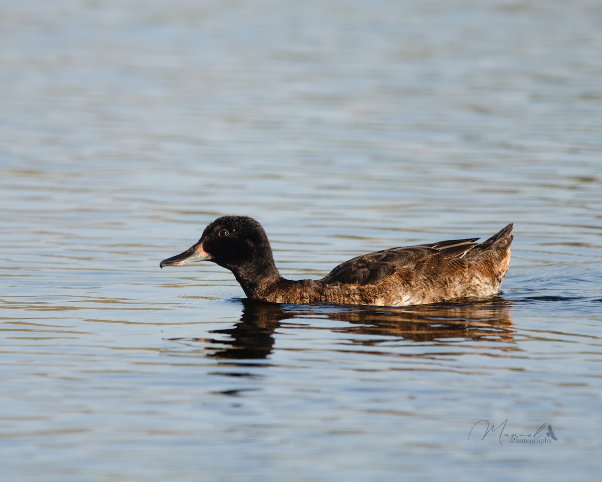 Black-headed Duck - ML617392850