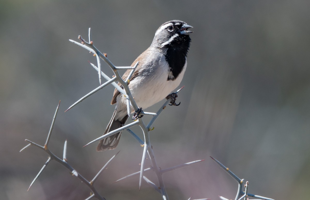 Black-throated Sparrow - ML617392851