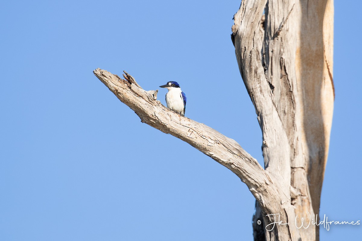 Forest Kingfisher - ML617392932