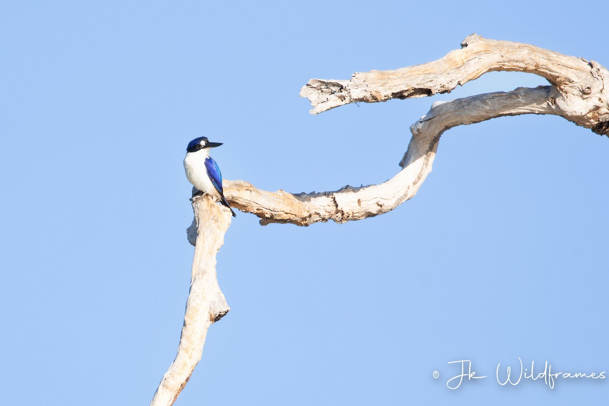 Forest Kingfisher - ML617392933