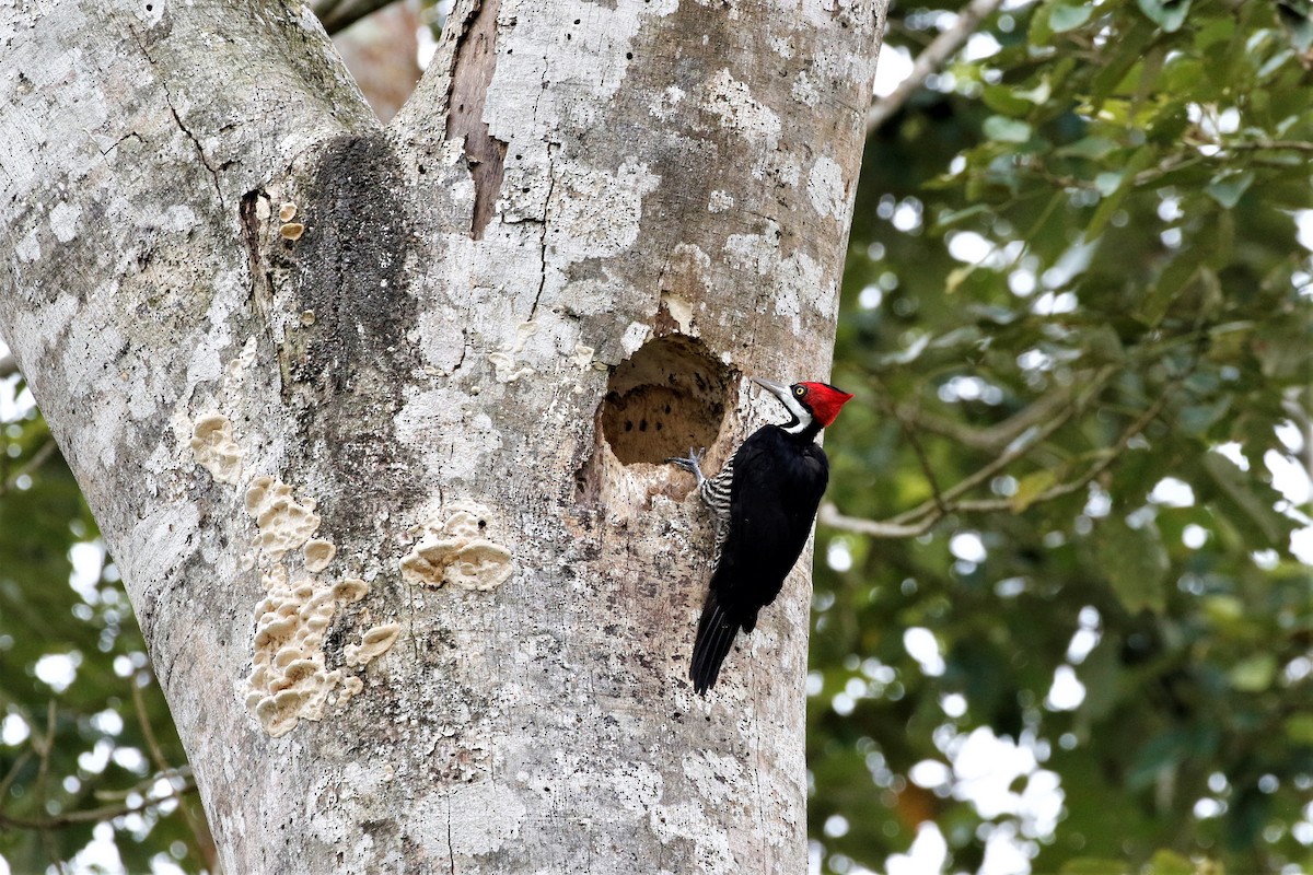 Crimson-crested Woodpecker - Dan Tankersley