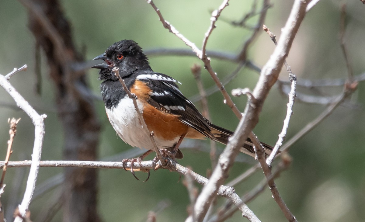 Spotted Towhee - Gale VerHague