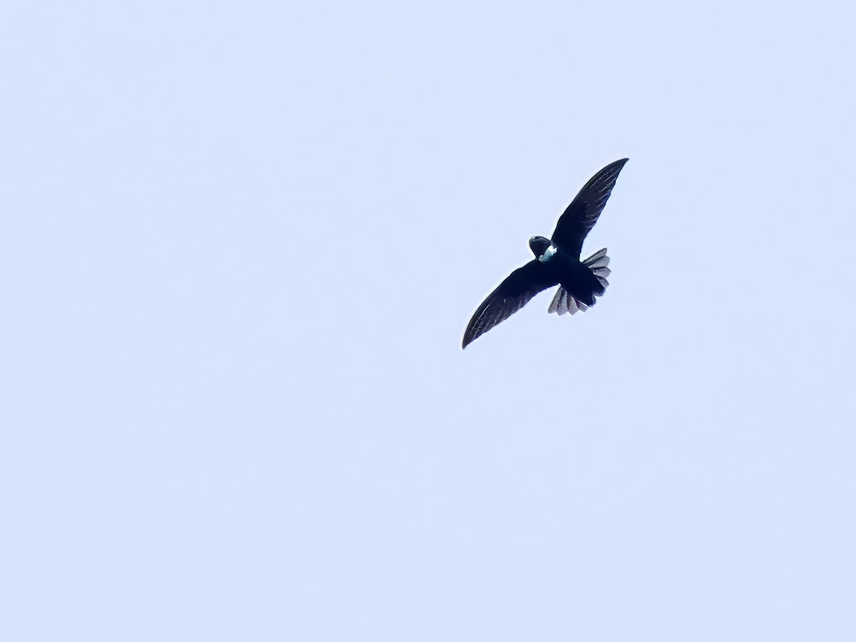 White-chested Swift - Gabriel Willow