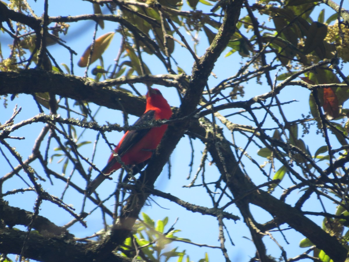 Scarlet Tanager - ML617393311
