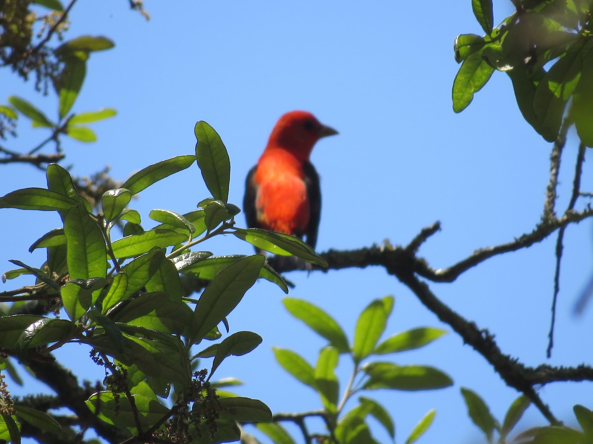 Scarlet Tanager - ML617393312