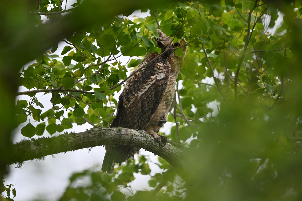 Great Horned Owl - ML617393421