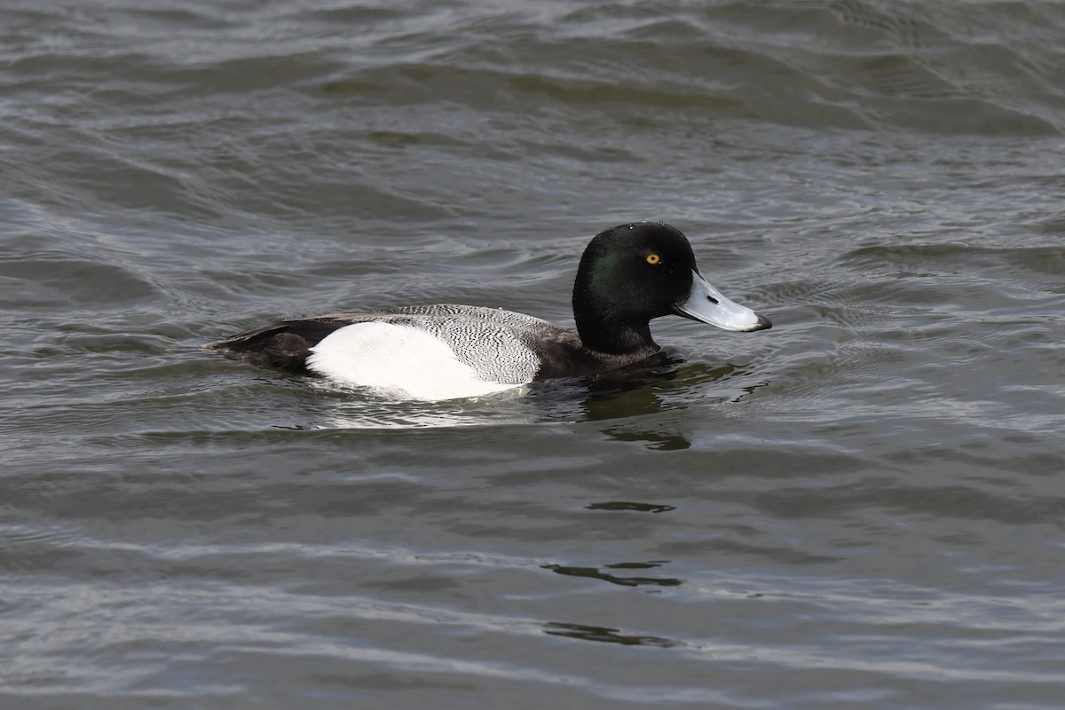 Greater Scaup - ML617393425
