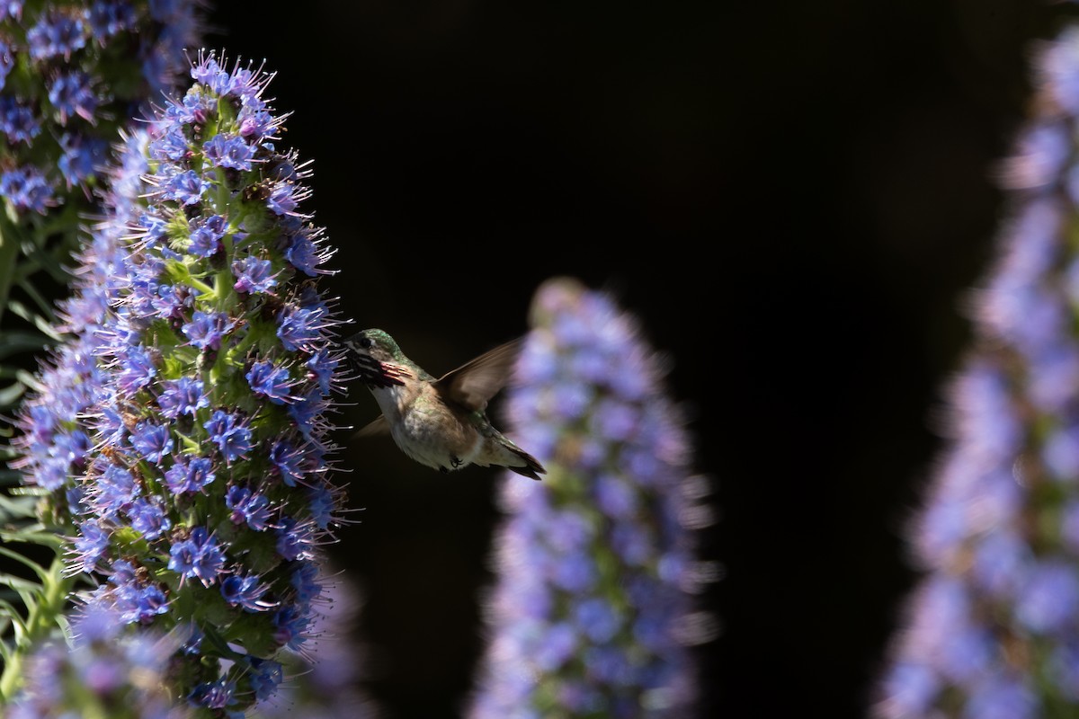 Calliope Hummingbird - kyle kusa
