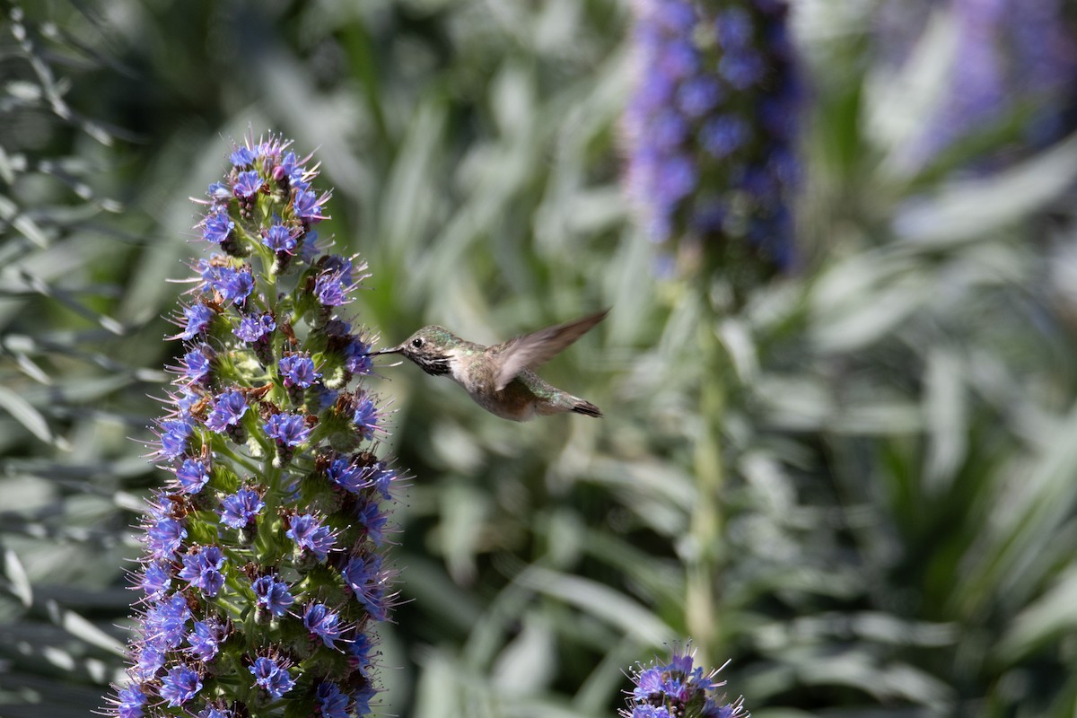 Calliope Hummingbird - ML617393438