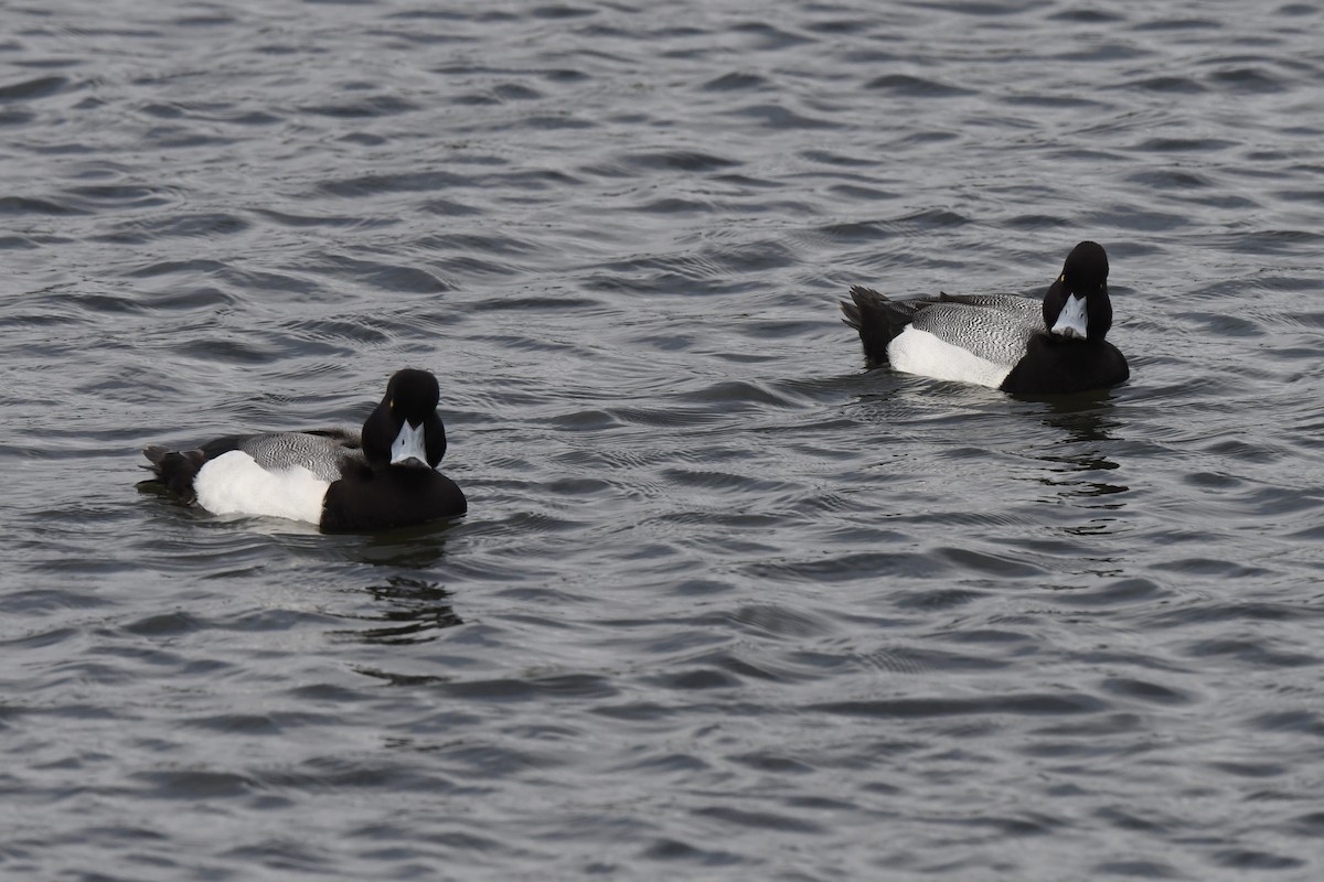 Greater Scaup - ML617393440