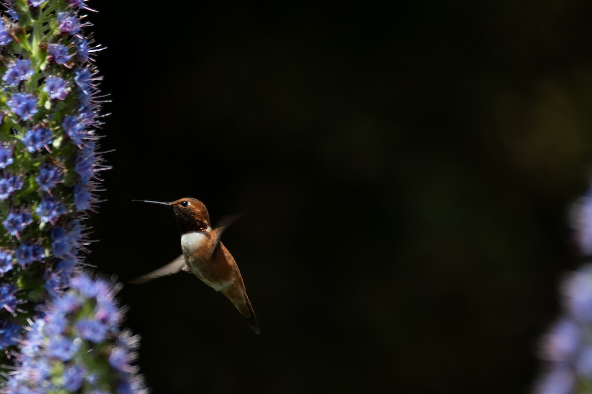 Rufous Hummingbird - kyle kusa