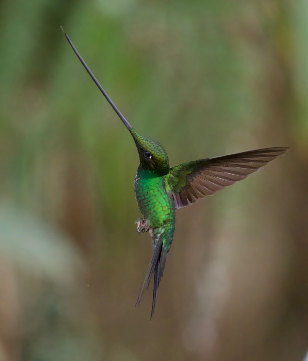 Sword-billed Hummingbird - ML617393565