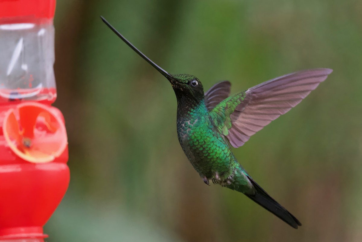 Sword-billed Hummingbird - Ken Rosenberg