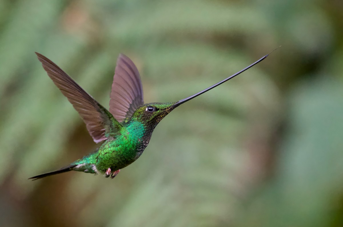 Sword-billed Hummingbird - ML617393567