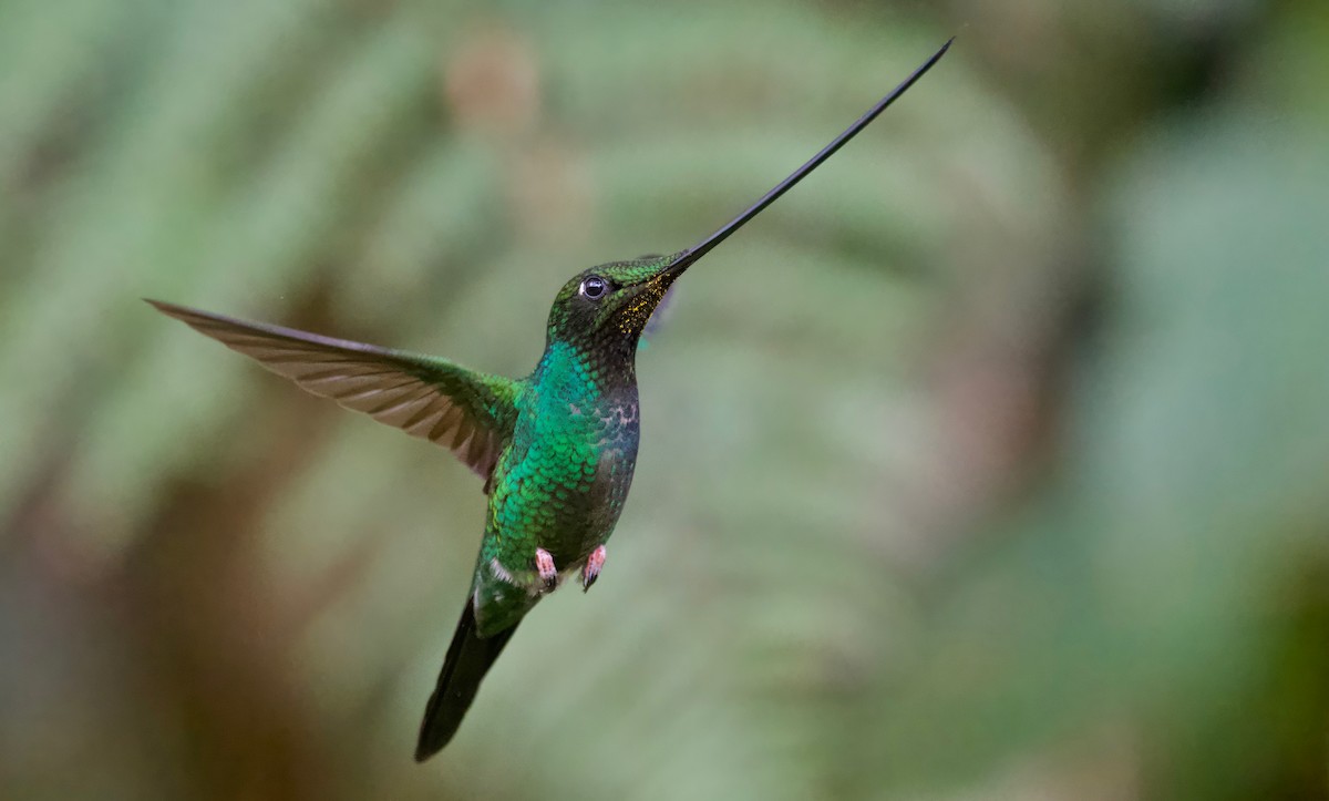 Sword-billed Hummingbird - ML617393568