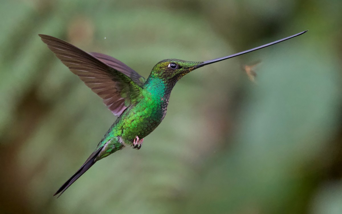 Sword-billed Hummingbird - Ken Rosenberg