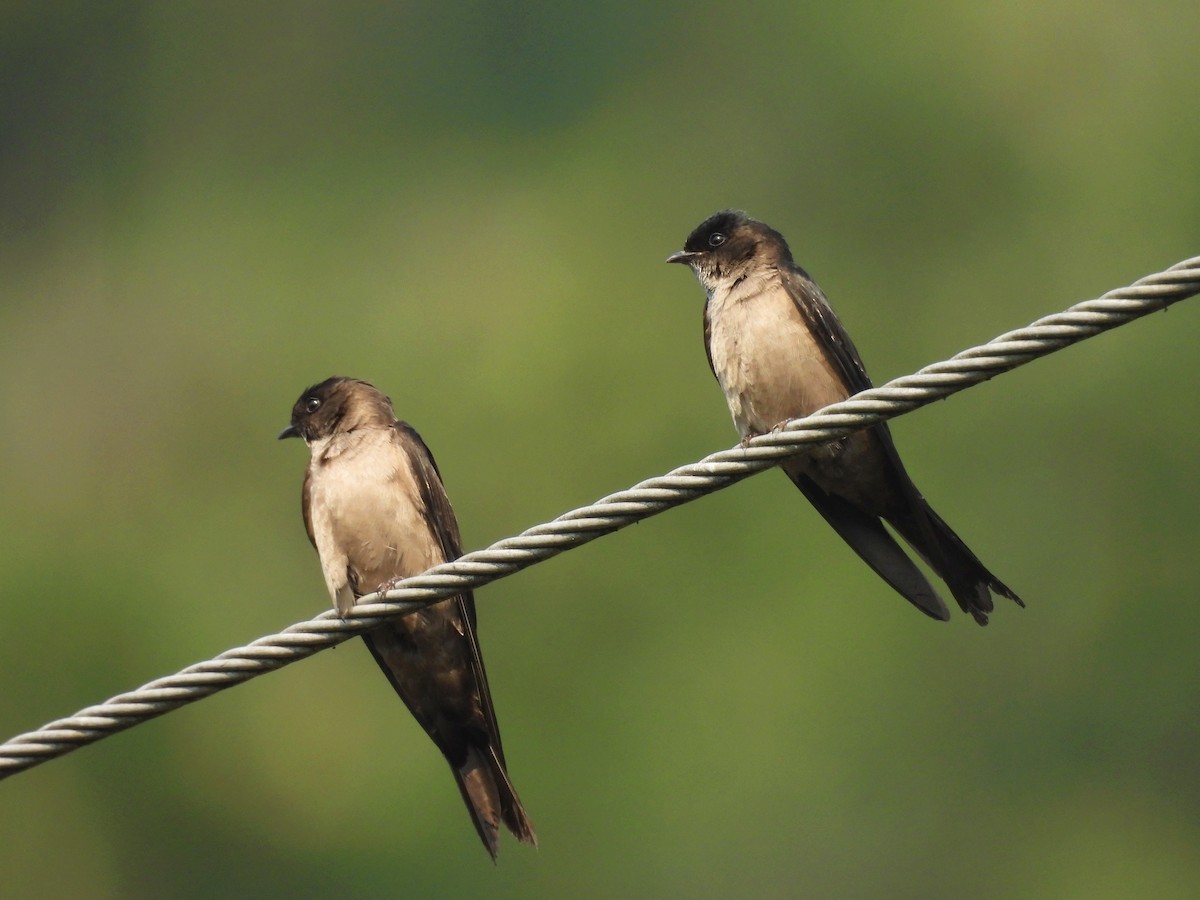 White-thighed Swallow - ML617393597