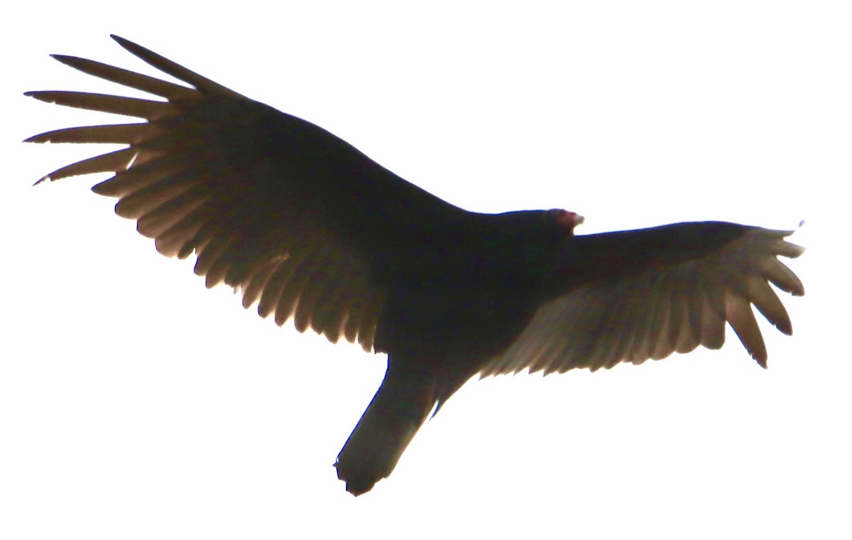 Turkey Vulture - ML617393615