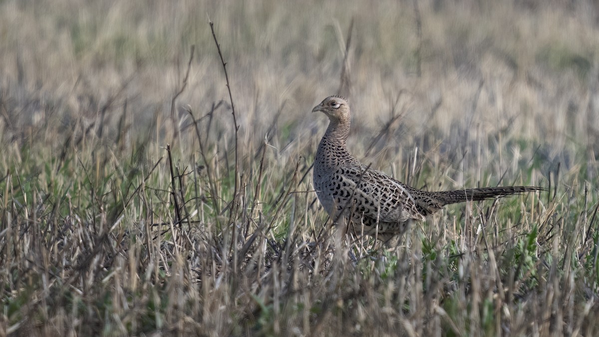 Ring-necked Pheasant - ML617393695