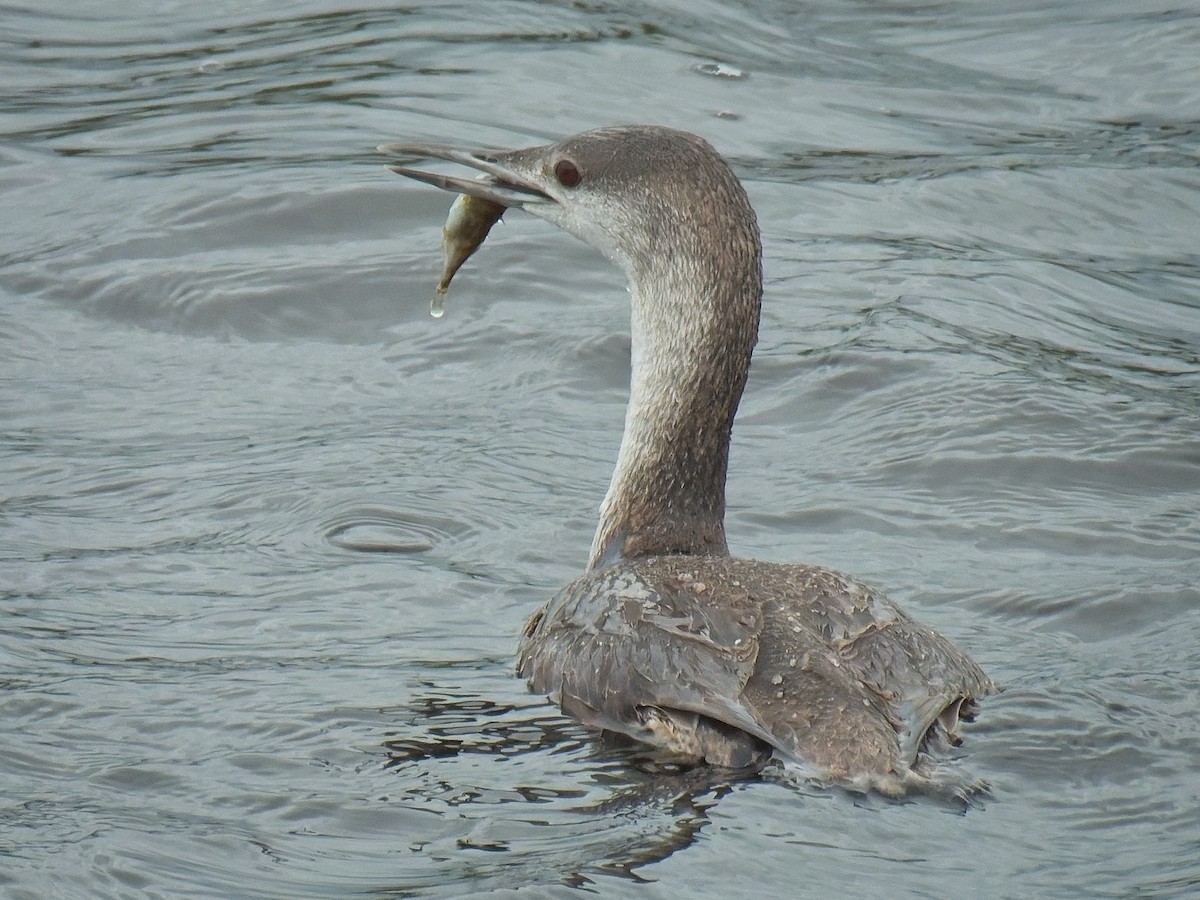 Red-throated Loon - ML617393708