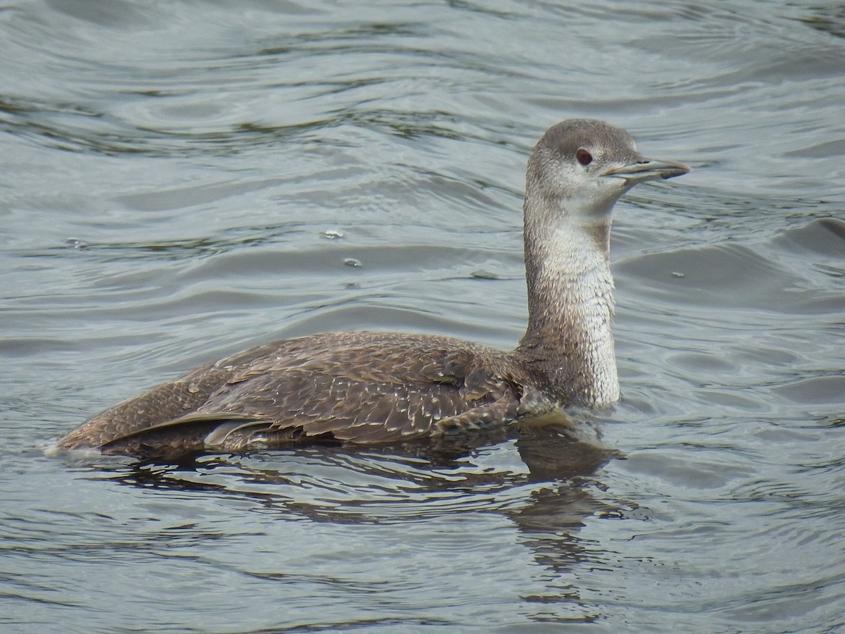 Red-throated Loon - ML617393709