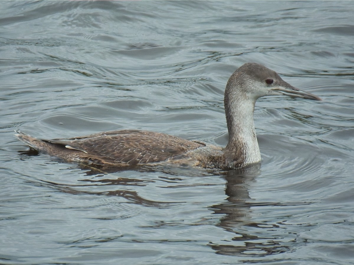 Red-throated Loon - ML617393716