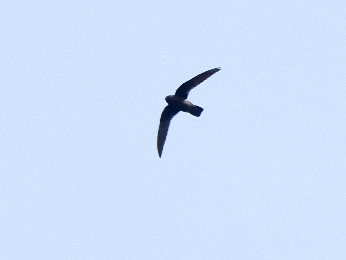 Spot-fronted Swift - ML617393753