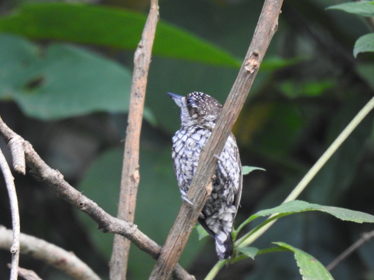 Scaled Piculet - ML617393762