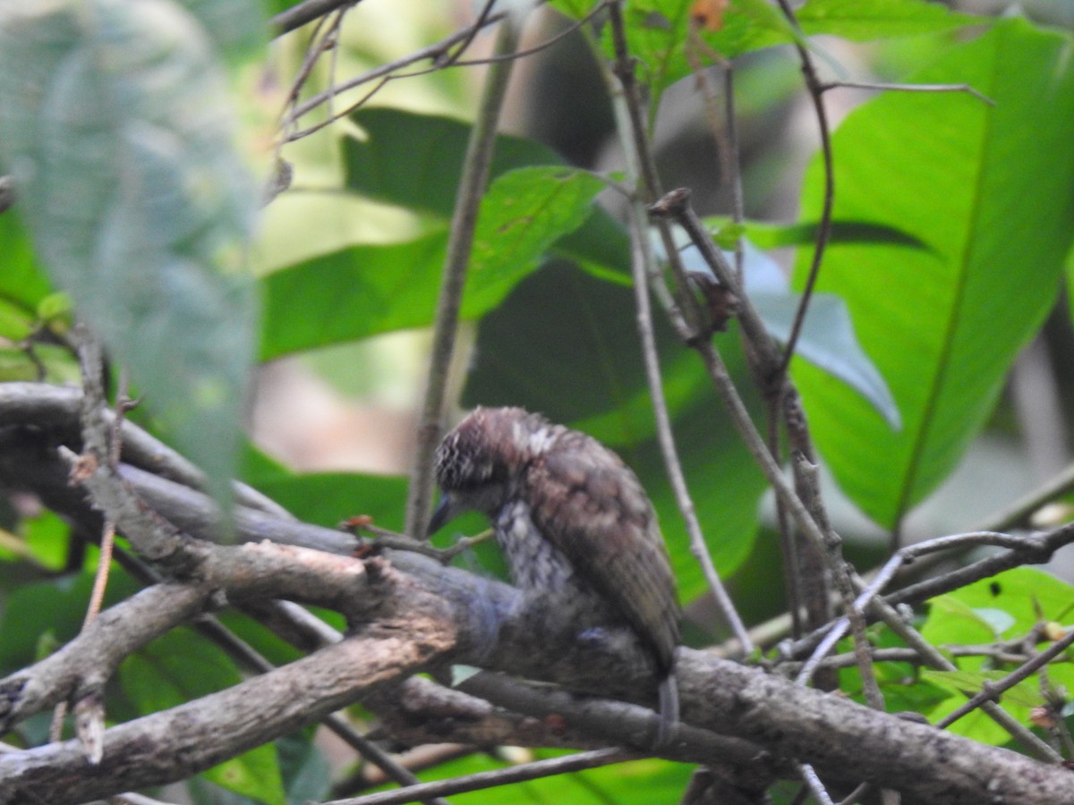 Scaled Piculet - ML617393763